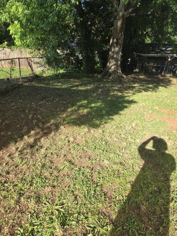Backyard with large oak tree after a fresh cut by LawnSkapers crew