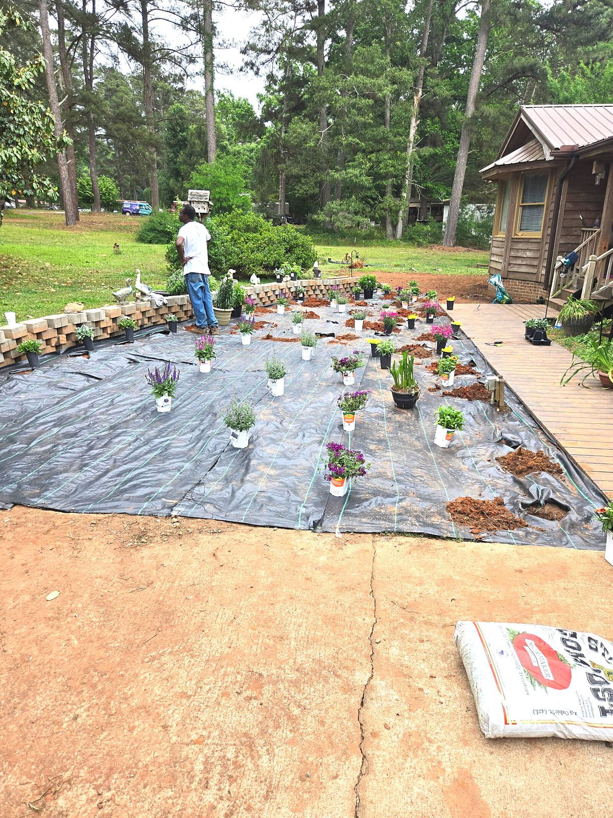 Plants staged on weed barrier — landscaping bed in progress
